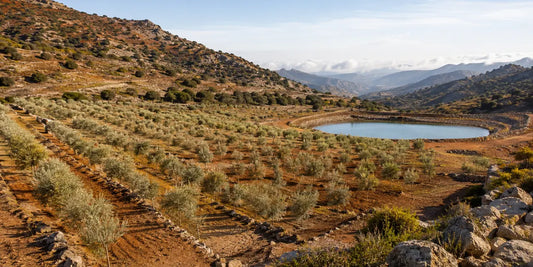 Terraced valley olive grove in the Cypriot foothills with dry rocky hills and a reservoir