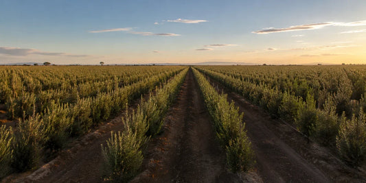 Long straight hedgerow rows of densely planted young olive trees on flat farmland at golden hour