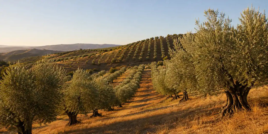 Rows of silver-green olive trees on a dry Californian hillside under warm low afternoon light