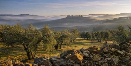 Rolling Tuscan hills planted with rows of old silver-leaved olive trees, cypresses on a distant ridge in morning mist