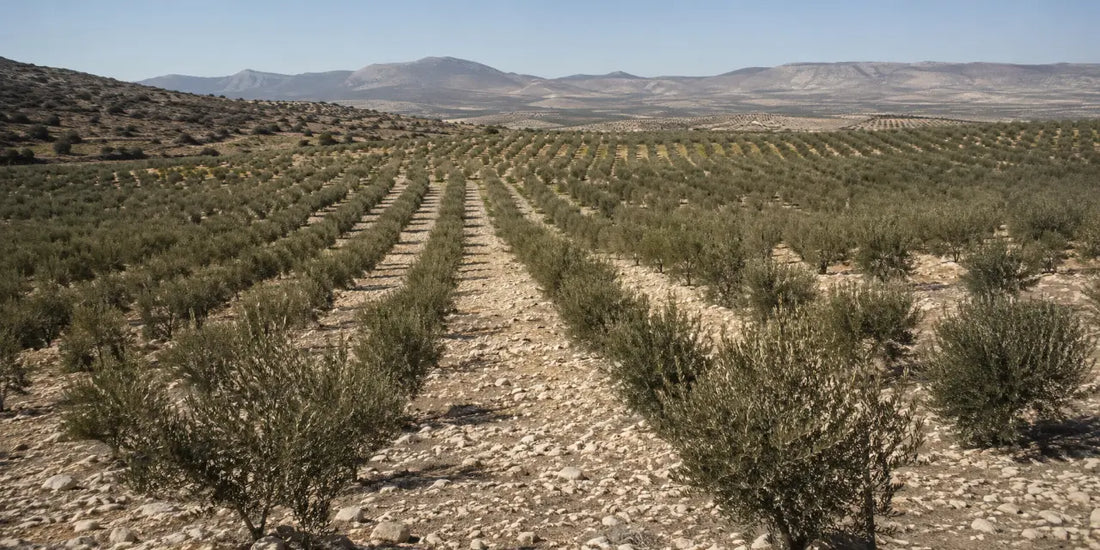 Rows of low hedgerow olive trees on a pale limestone plateau under clear winter light, distant hills beyond
