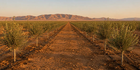 Long rows of young olive trees on dry reddish desert soil with low mountains behind at sunrise