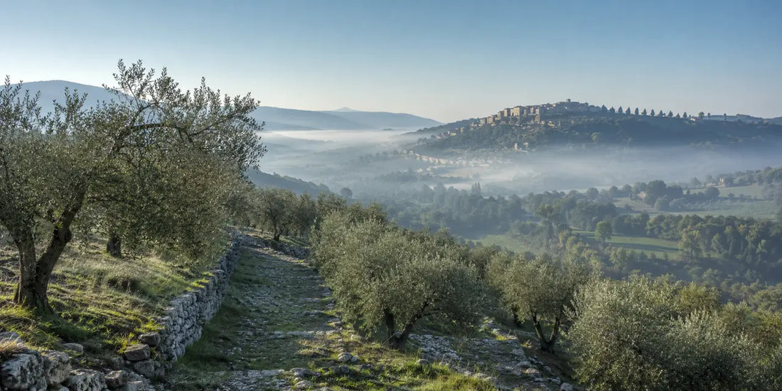 Rows of olive trees on a stony terraced Umbrian hillside above a misty valley with a distant hilltop town