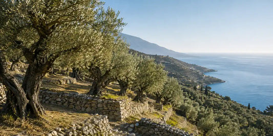 Terraced hillside of old olive trees with dry stone walls descending toward a hazy blue Mediterranean sea
