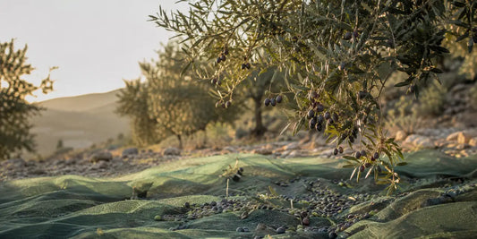 Small dark Koroneiki olives on silver-green branches above harvest nets in a Greek grove at dawn