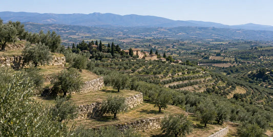 Broad terraced olive groves stepping down a wide Italian valley with ochre farm buildings beyond