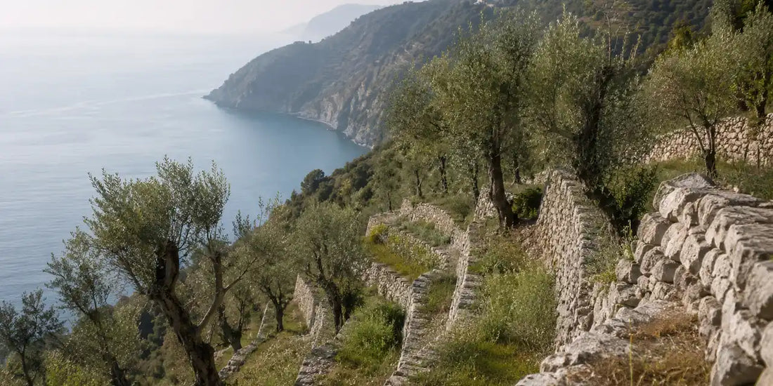 Narrow stone-walled terraces of olive trees stepping down a steep Ligurian hillside towards a hazy blue sea