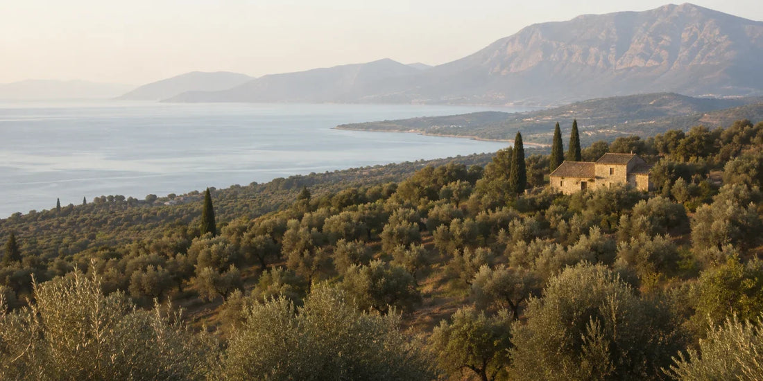 Dense silver-green olive groves on terraced ground running down towards a calm blue gulf with limestone mountains behind