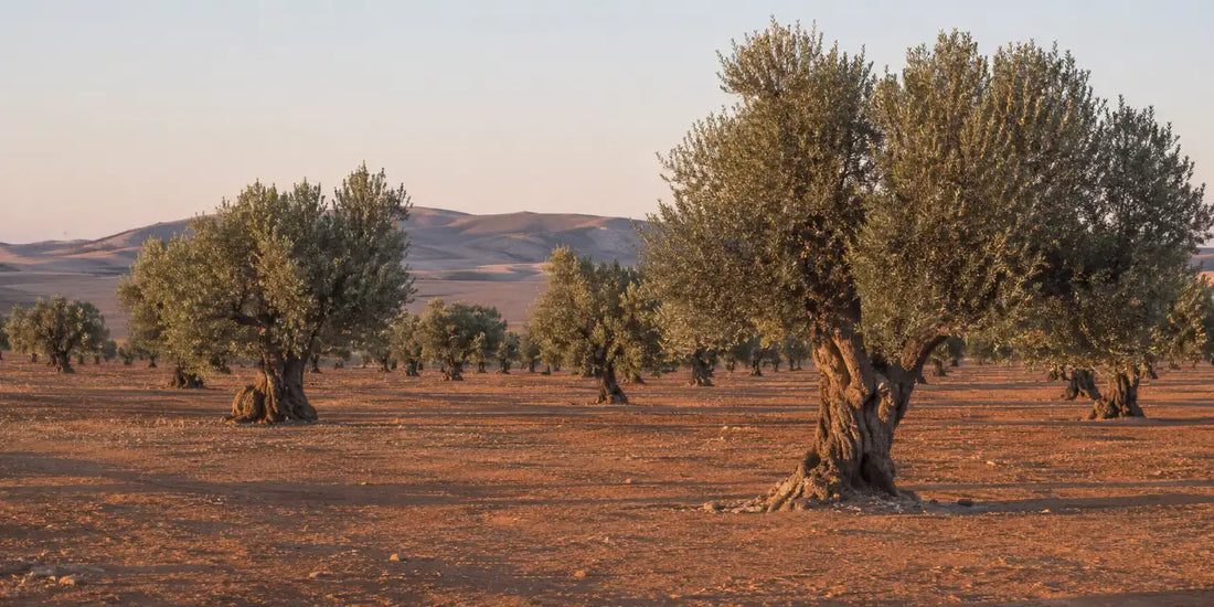 Old olive trees spaced across dry reddish plains under soft early morning light with low bare hills beyond