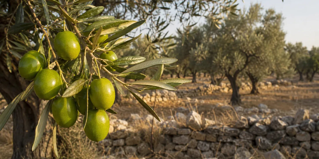 Large bright green olives hanging on a silvery olive branch above dry stony ground in warm light