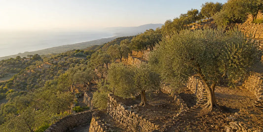 Terraced hillside olive grove above the Sicilian coast, silver-green rows lit by low golden morning light