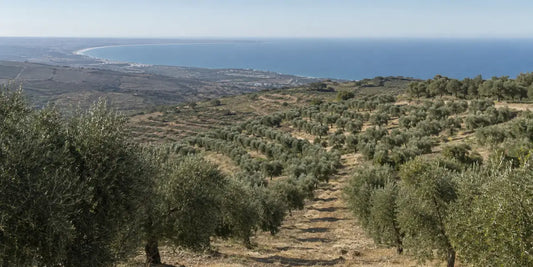 Rows of olive trees on a terraced hillside above a distant blue coastline in clear morning light