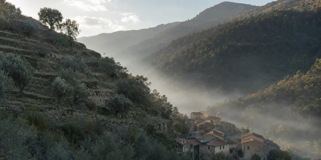 Terraced Ligurian valley of old olive trees above a small stone village with morning mist in the lower valley