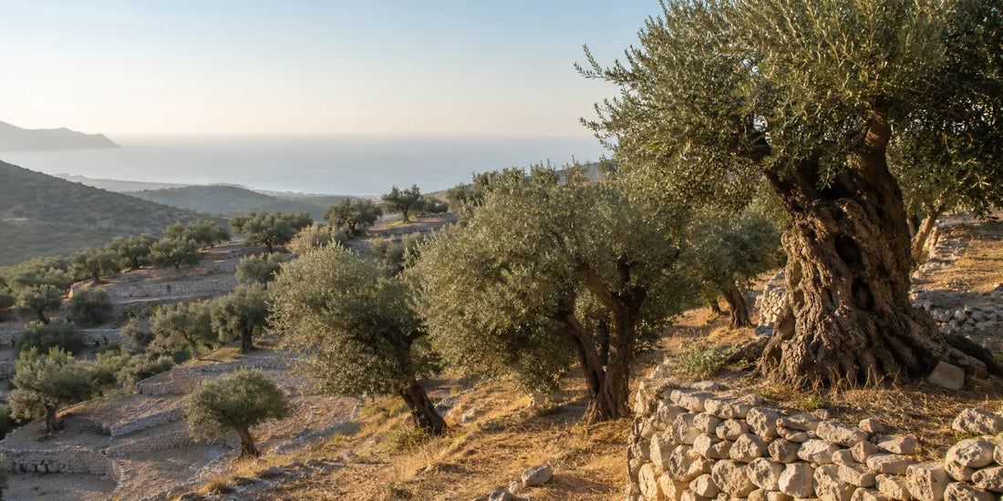 Terraced Sicilian olive grove on a dry hillside with the Mediterranean visible beyond in warm morning light