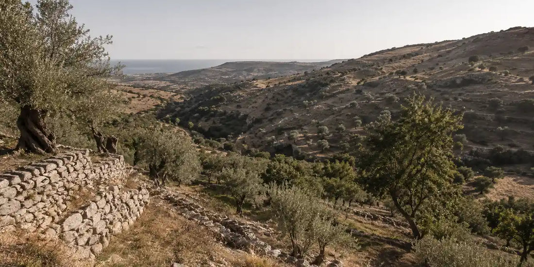 Ancient olive trees on a terraced limestone Sicilian hillside with dry-stone walls and carob trees in warm morning light