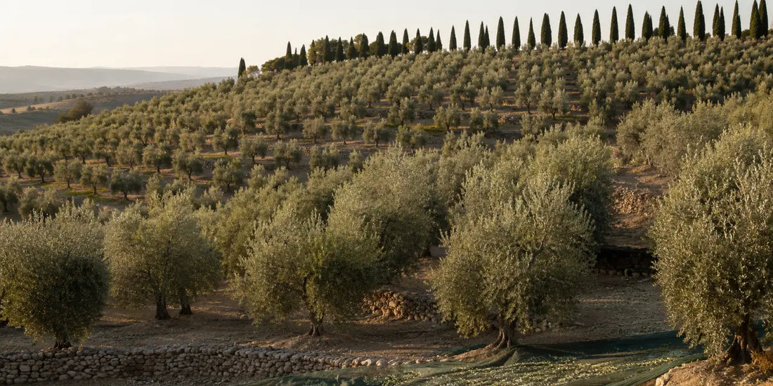 Rows of silver-leaved olive trees on a terraced Tuscan hillside with dark cypress in warm morning light