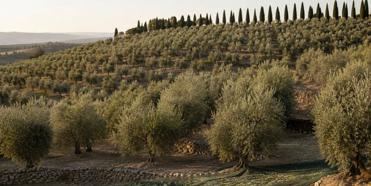 Rows of silver-leaved olive trees on a terraced Tuscan hillside with dark cypress in warm morning light