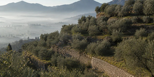 Terraced olive groves on limestone hillsides above a misty northern Italian valley in soft early-morning light