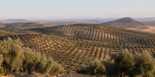 Long rows of mature olive trees running over rolling Andalusian hills with dry pale soil in late afternoon light