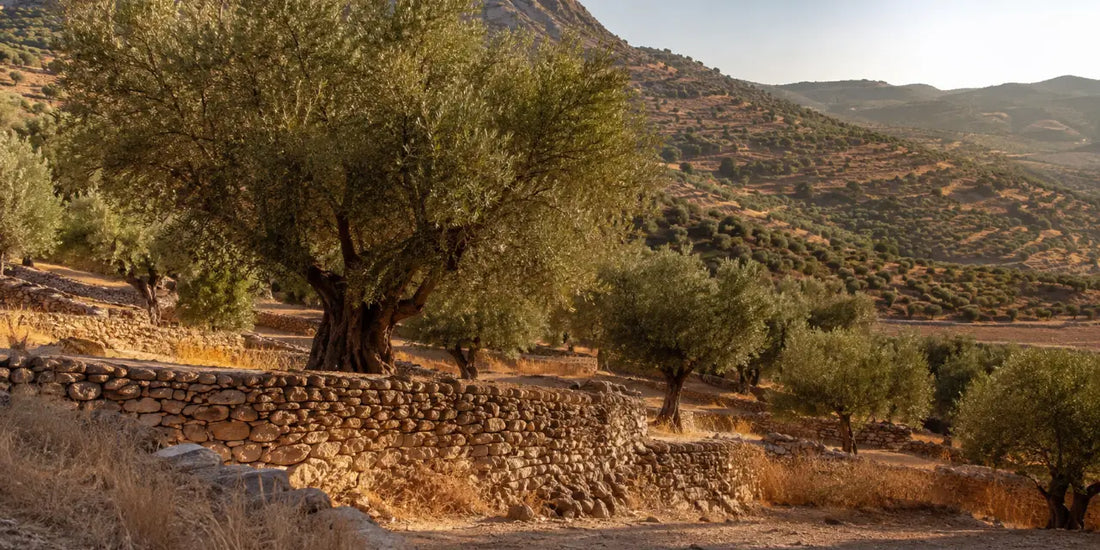 Terraced grove of mature olive trees on dry ochre earth with low stone walls and arid hills behind