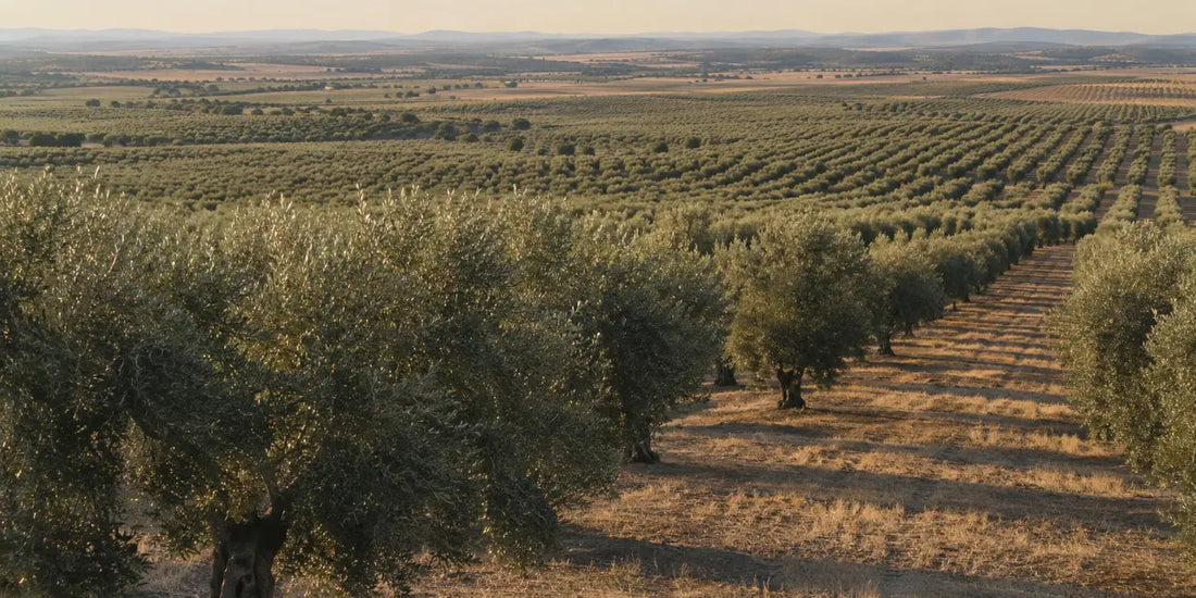 Rows of olive trees stretching across a wide dry inland plain under low warm afternoon light