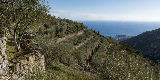 Terraced olive grove on a dry-stone hillside above a distant blue Mediterranean sea in clear winter light