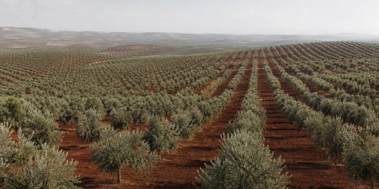 Endless rows of olive trees on deep red-brown earth receding towards low hills in hazy light