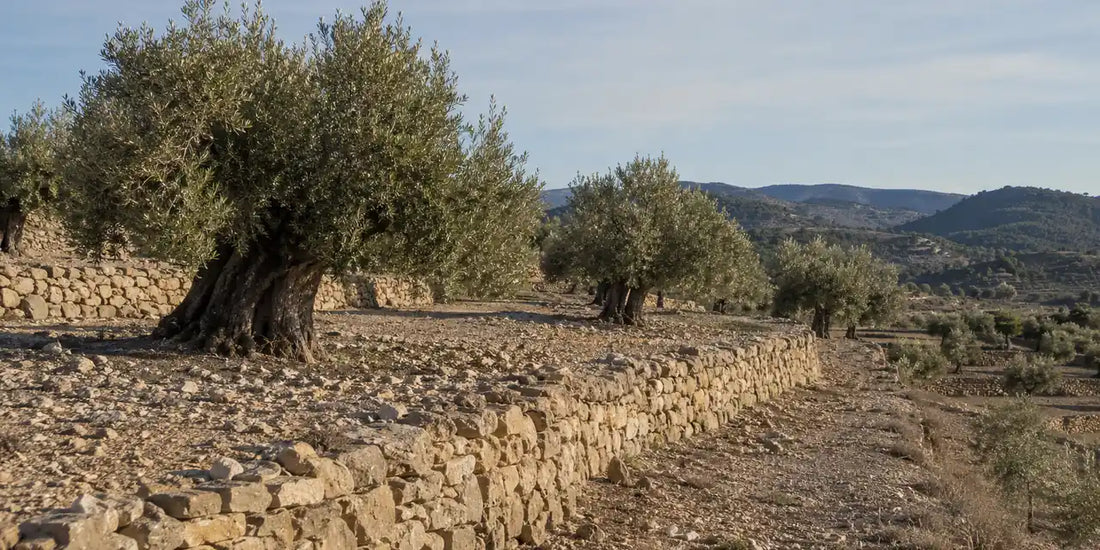 Old terraced olive grove with low silvery trees and dry-stone walls on stony ground below distant hills