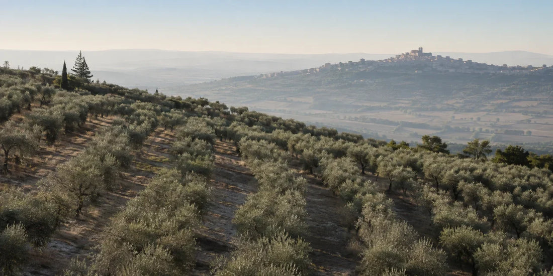 Terraced rows of silver-leafed olive trees on a sunlit Umbrian hillside above a soft morning valley