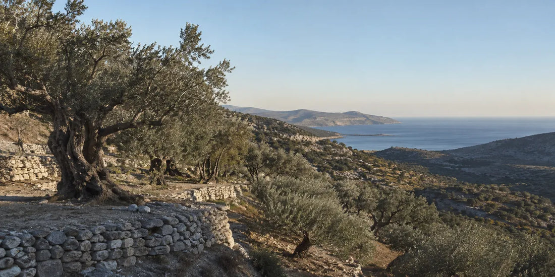 Terraced olive groves on dry stony hillsides above a distant blue bay in eastern Crete in warm morning light