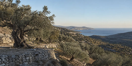 Terraced olive groves on dry stony hillsides above a distant blue bay in eastern Crete in warm morning light