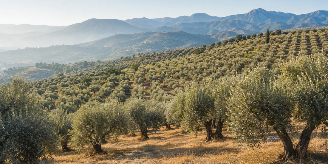 Rows of silver-leaved olive trees across a sunlit Greek hillside with distant hills in soft morning light