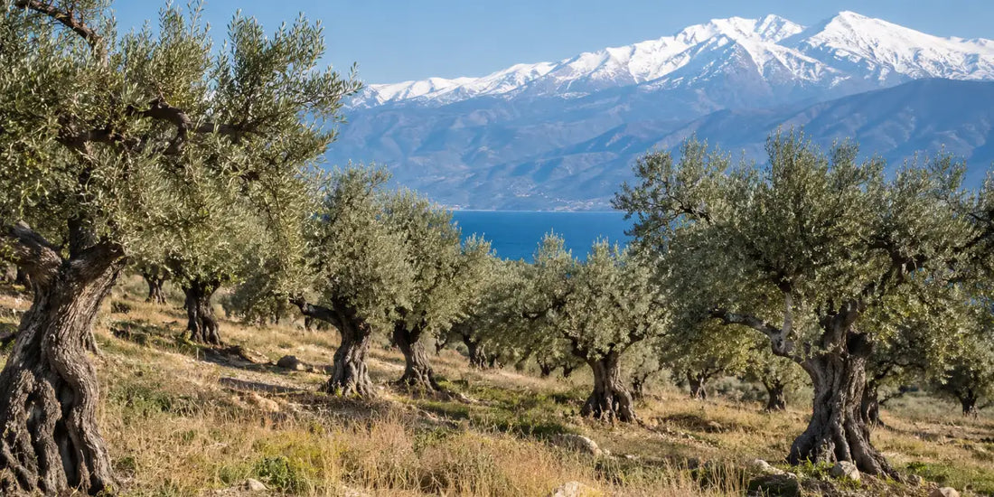 Old olive trees on stony sloping ground with a snow-capped mountain ridge and blue sea behind