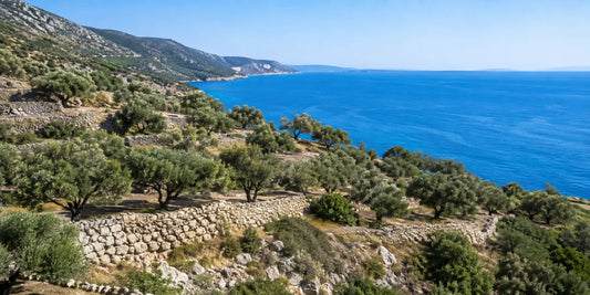 Terraced olive groves on a dry coastal hillside sloping down to a bright blue Mediterranean sea