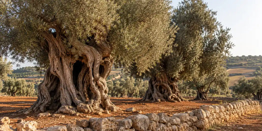 Centuries-old olive trees with massive twisted trunks on red earth behind a low dry stone wall