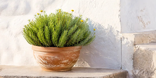 Bright green olive herb shrub with yellow button flowers in a weathered terracotta pot on a stone ledge