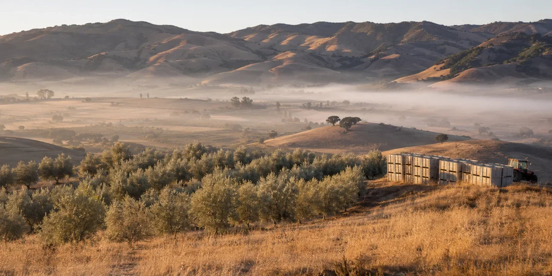Rolling Californian valley hills with rows of silver-green olive trees and low morning mist in warm dawn light