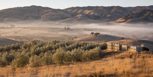 Rolling Californian valley hills with rows of silver-green olive trees and low morning mist in warm dawn light
