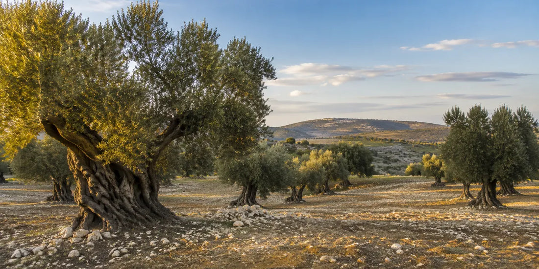 Old Sicilian olive grove of gnarled silver-leaved trees on rolling dry farmland with pale limestone soil