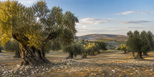Old Sicilian olive grove of gnarled silver-leaved trees on rolling dry farmland with pale limestone soil