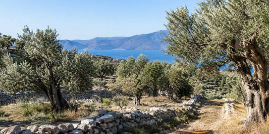 Terraced Cretan olive grove with old silver-leaved trees and low stone walls above a calm blue bay