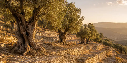 Ancient olive trees on stepped dry-stone terraces across a hillside in low golden evening light