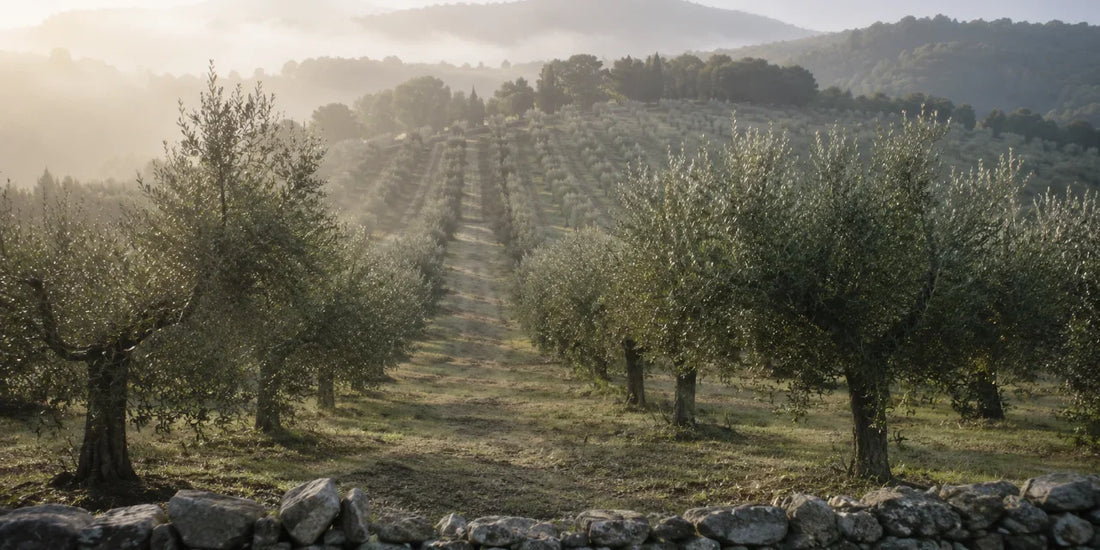 Rows of olive trees on a gentle Umbrian slope behind a dry stone wall in soft morning mist