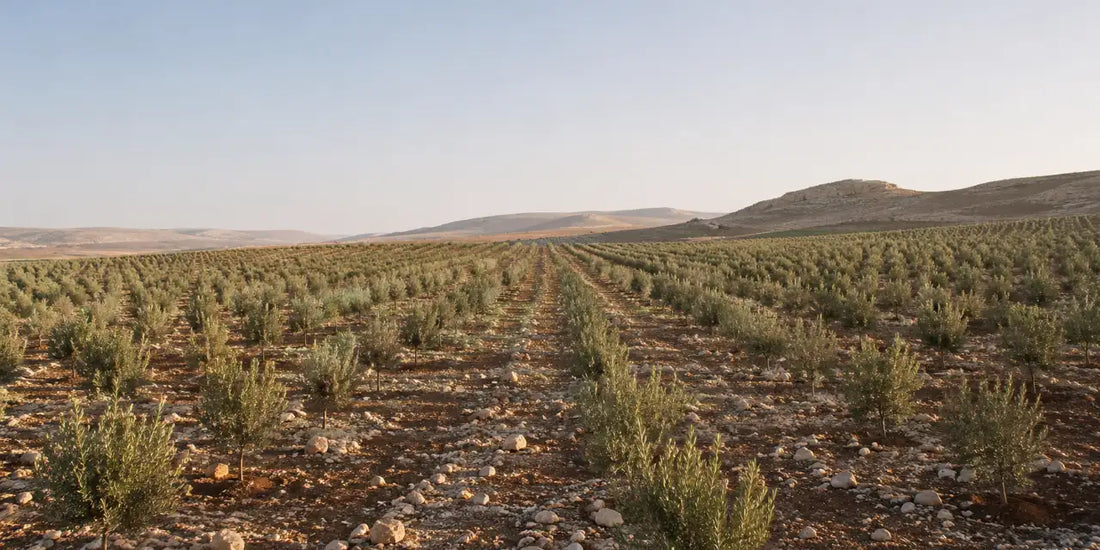 Regimented rows of young olive trees on stony reddish desert ground under a wide pale morning sky
