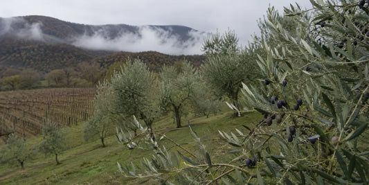 Olive grove on a green hillside beside bare vineyard rows with low cloud over wooded hills