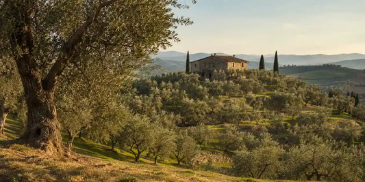 Old Tuscan olive grove on a gentle slope with a stone farmhouse beyond in soft daylight