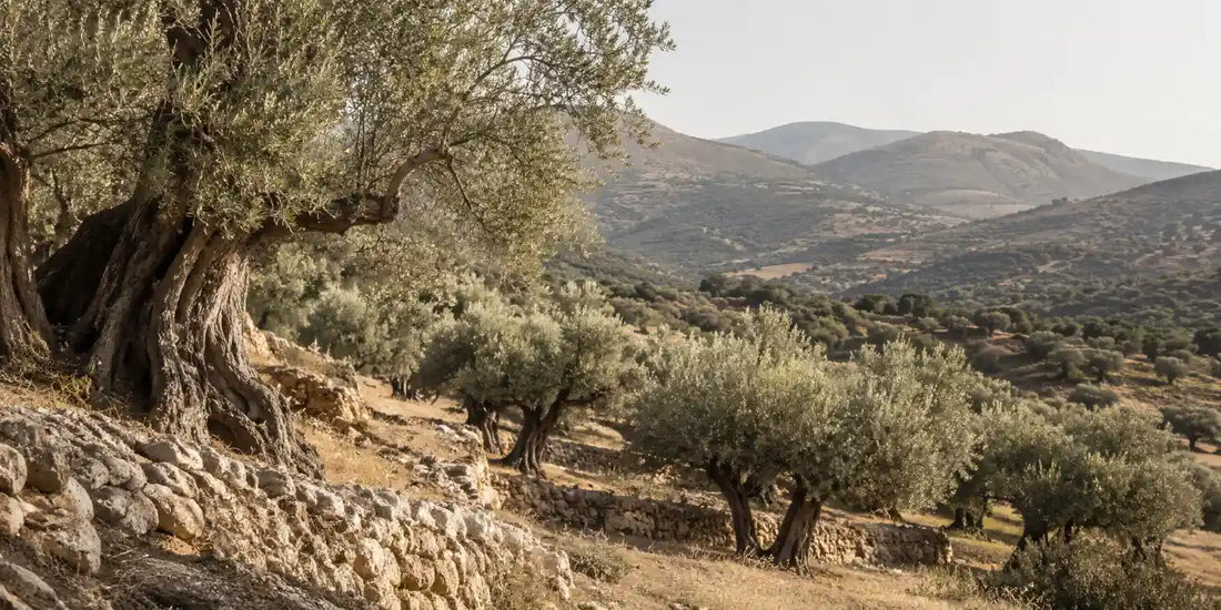 An ancient terraced olive grove on a Greek hillside with gnarled trees and dry stone terracing