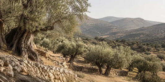 An ancient terraced olive grove on a Greek hillside with gnarled trees and dry stone terracing