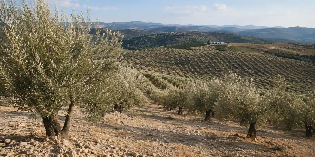 Hillside of olive trees with pale silvery leaf undersides catching warm late light over dry limestone soil