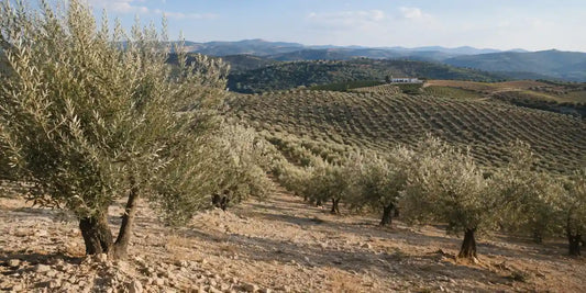 Hillside of olive trees with pale silvery leaf undersides catching warm late light over dry limestone soil